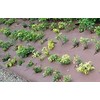 Geotextile non tisse BioWEEDTEX 150g/m2  Larg 1 m  Brun  au metre courant
